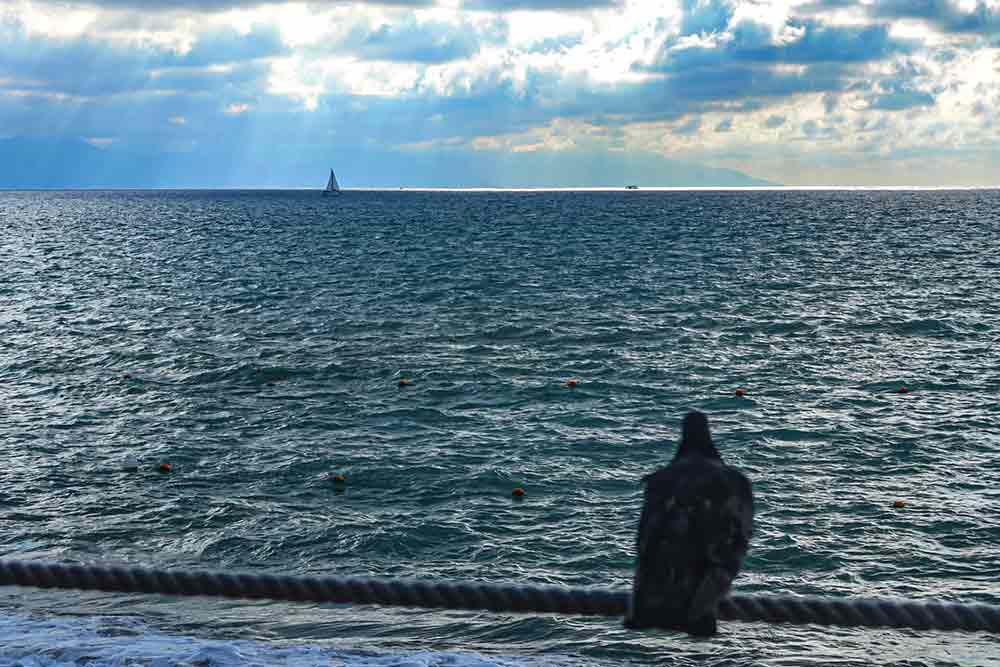 Alone bird. Work from home office Alone bird. Work from home office